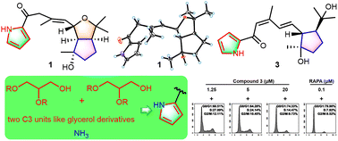 Graphical abstract: Strepyrrolins A–E, five pyrrole–sesquiterpene hybrids from Streptomyces sp. KIB 015, revealing a new formation logic of pyrroles by isotope labeling