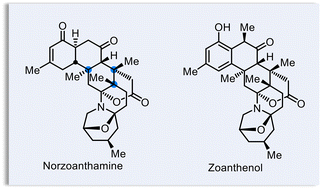 Graphical abstract: Asymmetric total synthesis of norzoanthamine and formal synthesis of zoanthenol