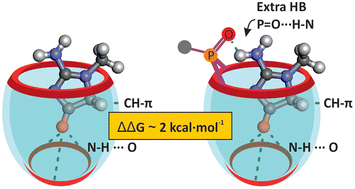 Graphical abstract: Quantification of the P [[double bond, length as m-dash]] O⋯HN hydrogen bond in the binding of creatinine with phosphonate calix[4]pyrroles