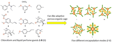 Graphical abstract: A new fan-like adaptive porous organic cage for the structure determination of liquid perfume molecules