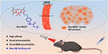 Graphical abstract: A BODIPY-based probe for amyloid-β imaging in vivo
