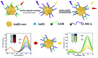 Graphical abstract: A ratio fluorescence method based on dual emissive gold nanoclusters for detection of biomolecules and metal ions