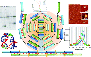 Graphical abstract: Pairing nanoarchitectonics of oligodeoxyribonucleotides with complex diversity: concatemers and self-limited complexes