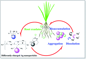 Graphical abstract: Effects of rice root exudates on aggregation, dissolution and bioaccumulation of differently-charged Ag nanoparticles