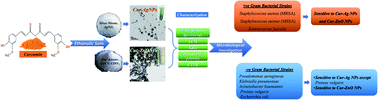 Graphical abstract: Curcumin assisted green synthesis of silver and zinc oxide nanostructures and their antibacterial activity against some clinical pathogenic multi-drug resistant bacteria