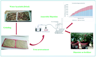 Graphical abstract: Anaerobic digestion of urea pretreated water hyacinth removed from Lake Abaya; bio-methane potential, system stability, and substance conversion