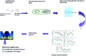 Graphical abstract: Enzymatic hydrolysis of lignocellulosic biomass using a novel, thermotolerant recombinant xylosidase enzyme from Clostridium clariflavum: a potential addition for biofuel industry