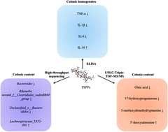 Graphical abstract: Impact of purple sweet potato (Ipomoea batatas L.) polysaccharides on the fecal metabolome in a murine colitis model