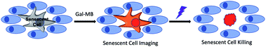 Graphical abstract: Developing a far-red fluorogenic beta-galactosidase probe for senescent cell imaging and photoablation