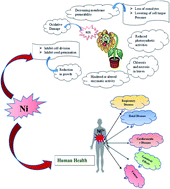 Graphical abstract: A comprehensive review on the sources, essentiality and toxicological profile of nickel