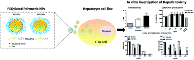 Graphical abstract: An in vitro investigation of the hepatic toxicity of PEGylated polymeric redox responsive nanoparticles