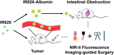 Graphical abstract: Rational synthesis of IR820–albumin complex for NIR-II fluorescence imaging-guided surgical treatment of tumors and gastrointestinal obstruction