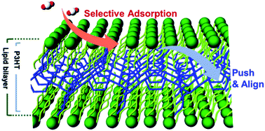 Graphical abstract: Selective CO2 adsorption and bathochromic shift in a phosphocholine-based lipid and conjugated polymer assembly