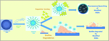 Graphical abstract: Post-synthetic modification of graphene quantum dots bestows enhanced biosensing and antibiofilm ability: efficiency facet