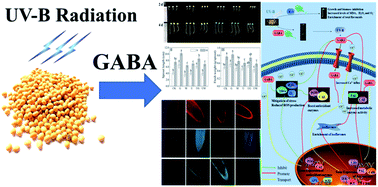 Graphical abstract: Enhanced total flavonoid accumulation and alleviated growth inhibition of germinating soybeans by GABA under UV-B stress