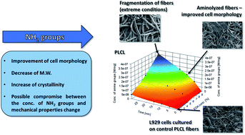 Graphical abstract: Aminolysis as a surface functionalization method of aliphatic polyester nonwovens: impact on material properties and biological response