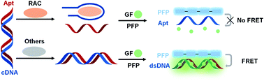 Graphical abstract: Cationic conjugated polymer-based FRET aptasensor for label-free and ultrasensitive ractopamine detection