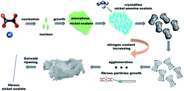 Graphical abstract: The formation mechanism of fibrous metal oxalate prepared by ammonia coordination method