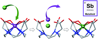 Graphical abstract: Facile transmetallation of [SbIII(DOTA)]− renders it unsuitable for medical applications