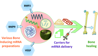 Graphical abstract: A brief review of mRNA therapeutics and delivery for bone tissue engineering