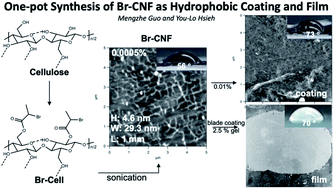 Graphical abstract: One-pot synthesis of 2-bromopropionyl esterified cellulose nanofibrils as hydrophobic coating and film