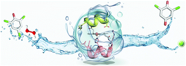 Graphical abstract: Oxidative dehalogenation of trichlorophenol catalyzed by a promiscuous artificial heme-enzyme