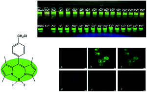 Graphical abstract: Synthesis and bioimaging of a BODIPY-based fluorescence quenching probe for Fe3+