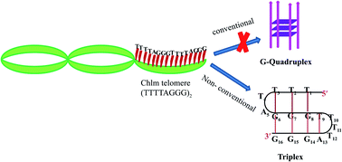 Graphical abstract: A novel G·G·T non-conventional intramolecular triplex formed by the double repeat sequence of Chlamydomonas telomeric DNA