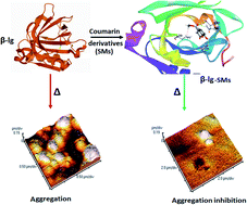 Graphical abstract: Coumarin derivatives inhibit the aggregation of β-lactoglobulin