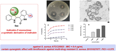 Graphical abstract: Synthesis and antibacterial activity studies in vitro of indirubin-3′-monoximes