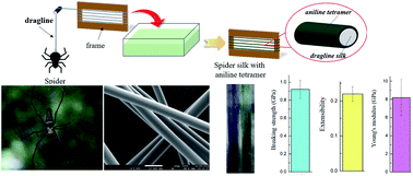 Graphical abstract: Electroactive aniline tetramer–spider silks with conductive and electrochromic functionality