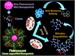 Graphical abstract: Implementation of surface functionalization of MnS nanoparticles for achieving novel optical properties and improving therapeutic potential