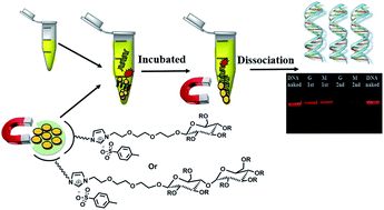 Graphical abstract: Sugar based cationic magnetic core–shell silica nanoparticles for nucleic acid extraction