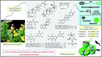 Graphical abstract: In vitro and in silico studies of SARS-CoV-2 main protease Mpro inhibitors isolated from Helichrysum bracteatum