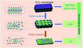 Graphical abstract: Ti3C2 nanosheets with broad-spectrum antioxidant activity for cytoprotection against oxidative stress