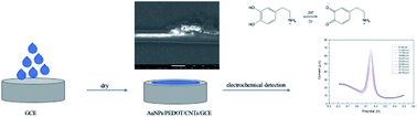 Graphical abstract: Facile one-pot method of AuNPs/PEDOT/CNT composites for simultaneous detection of dopamine with a high concentration of ascorbic acid and uric acid