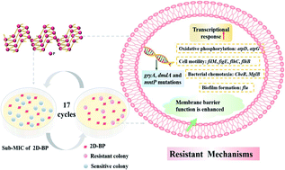 Graphical abstract: Development of bacterial resistance induced by low concentration of two-dimensional black phosphorus via mutagenesis