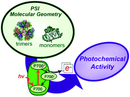 Graphical abstract: The influence of electron utilization pathways on photosystem I photochemistry in Synechocystis sp. PCC 6803