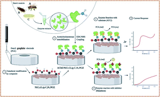 Graphical abstract: A novel construct of an electrochemical acetylcholinesterase biosensor for the investigation of malathion sensitivity to three different insect species using a NiCr2O4/g-C3N4 composite integrated pencil graphite electrode