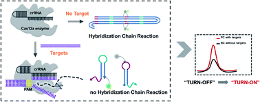 Graphical abstract: Coupling nucleic acid circuitry with the CRISPR-Cas12a system for universal and signal-on detection