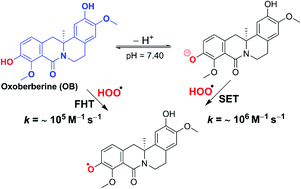 Graphical abstract: Oxoberberine: a promising natural antioxidant in physiological environments