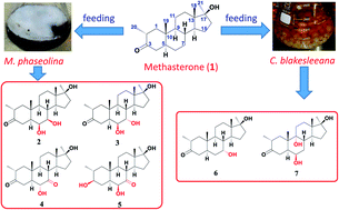 Graphical abstract: Structural transformation of methasterone with Cunninghamella blakesleeana and Macrophomina phaseolina