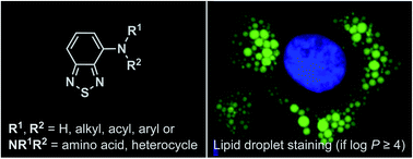 Graphical abstract: Photophysical characterization and fluorescence cell imaging applications of 4-N-substituted benzothiadiazoles