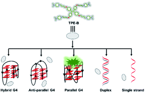 Graphical abstract: Tetraphenylethene derivative that discriminates parallel G-quadruplexes