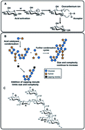 Graphical abstract: Exploration of expanded carbohydrate chemical space to access biological activity using microwave-induced acid condensation of simple sugars