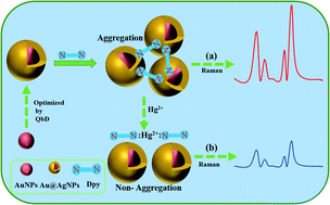 Graphical abstract: Process optimization for the synthesis of functionalized Au@AgNPs for specific detection of Hg2+ based on quality by design (QbD)
