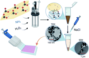 Graphical abstract: Rational design of large flat nitrogen-doped graphene oxide quantum dots with green-luminescence suitable for biomedical applications