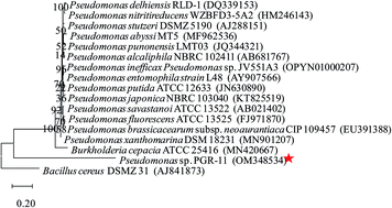 Graphical abstract: Unraveling the potential of pesticide-tolerant Pseudomonas sp. augmenting biological and physiological attributes of Vigna radiata (L.) under pesticide stress