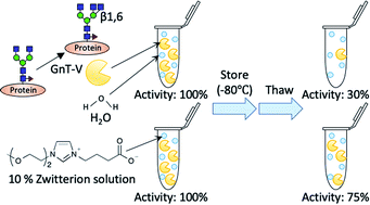 Graphical abstract: Cryostorage of unstable N-acetylglucosaminyltransferase-V by synthetic zwitterions