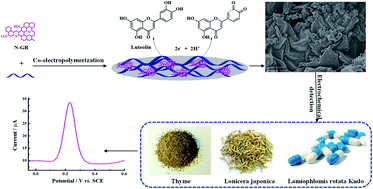 Graphical abstract: Nitrogen-doped graphene–poly(hydroxymethylated-3,4-ethylenedioxythiophene) nanocomposite electrochemical sensor for ultrasensitive determination of luteolin
